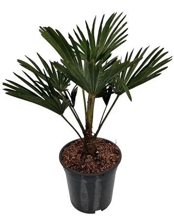 <h4>Trachycarpus Wagnerianus Nederlandse Teelt</h4>