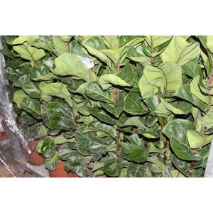 FICUS LYRATA BAMBINO P23 MIN 3 HT COMPACTO
