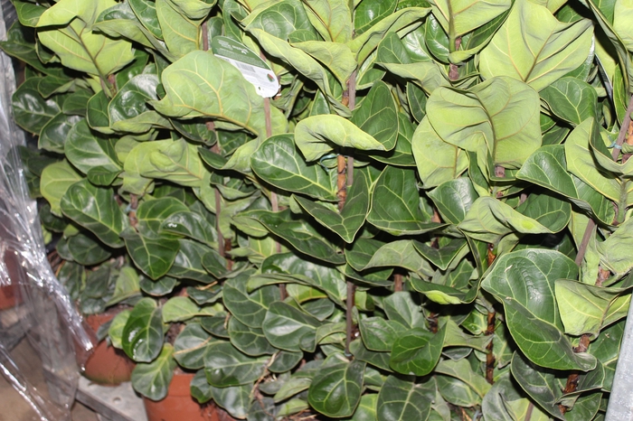 <h4>FICUS LYRATA BAMBINO P23 MIN 3 HT COMPACTO</h4>
