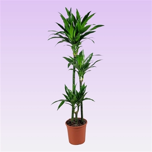 Dracaena Janet Craig 90-60-30 140cm