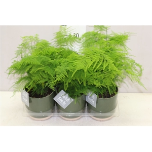 Asparagus Setaceus Julia Keramiek