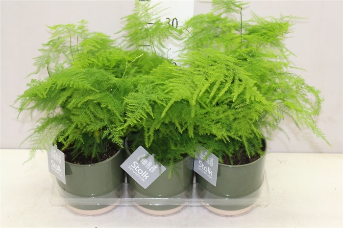 <h4>Asparagus Setaceus Julia Keramiek</h4>