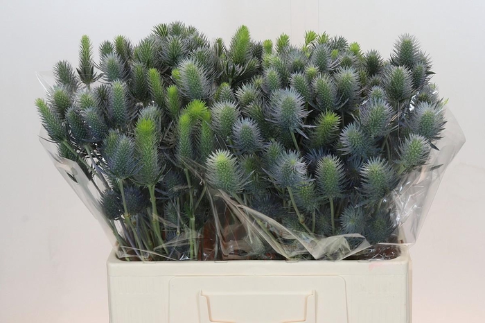 Eryngium Electric Dynamite