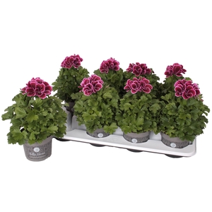 Pelg. Don Bastino 12cm