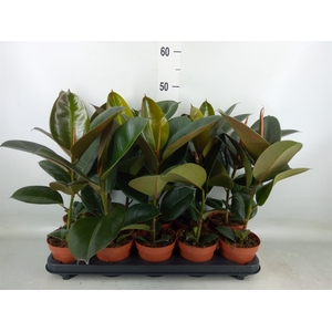 Ficus elastica 'Robusta'