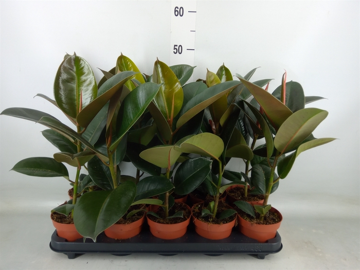 <h4>Ficus elastica 'Robusta'</h4>