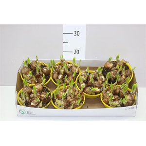 Narcis Tete A Tete In Schaal Colour