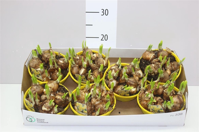 <h4>Narcis Tete A Tete In Schaal Colour</h4>