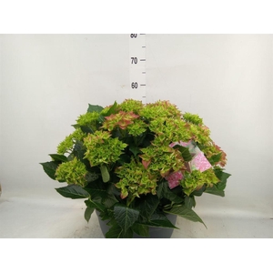 Hydrangea mac.