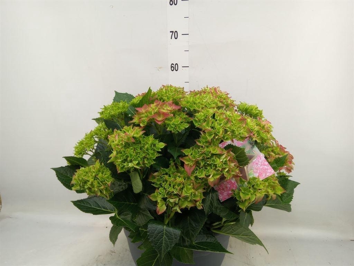 <h4>Hydrangea mac.</h4>