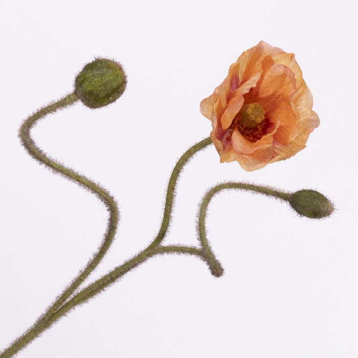 <h4>Papaver Spray Peach FL440350PEA</h4>