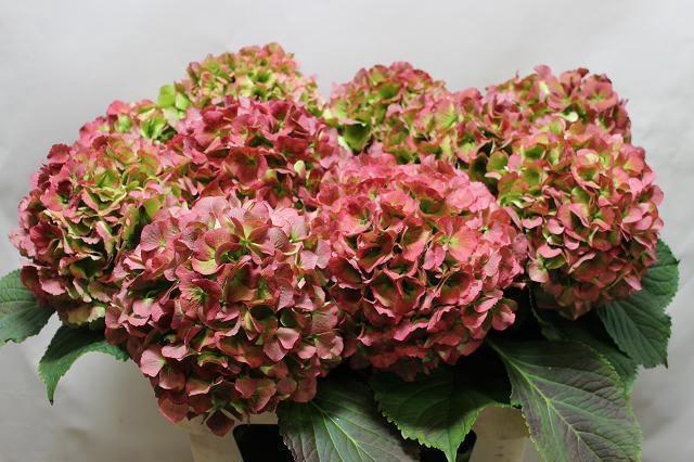 <h4>HYDR M CH VERENA CL</h4>