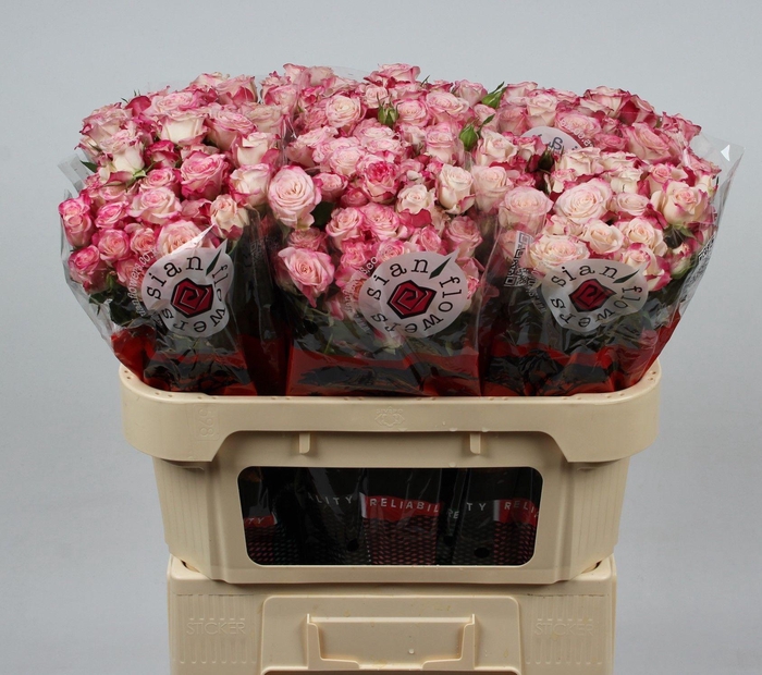 <h4>R TR REFLEX</h4>