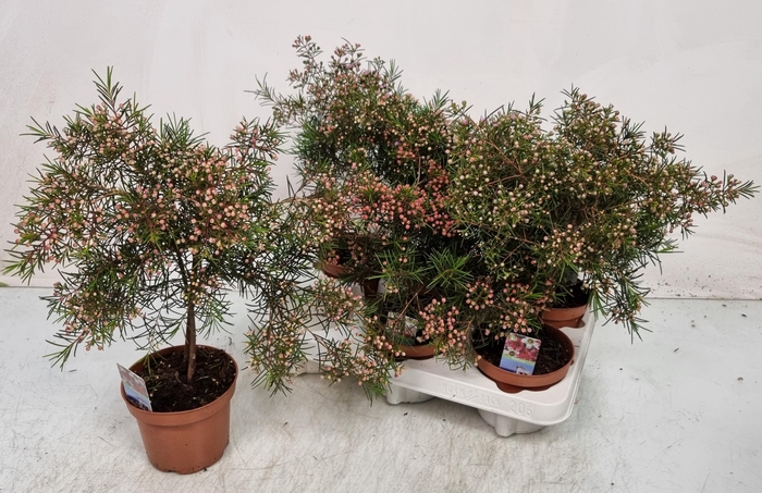 <h4>CHAMEL U OV</h4>