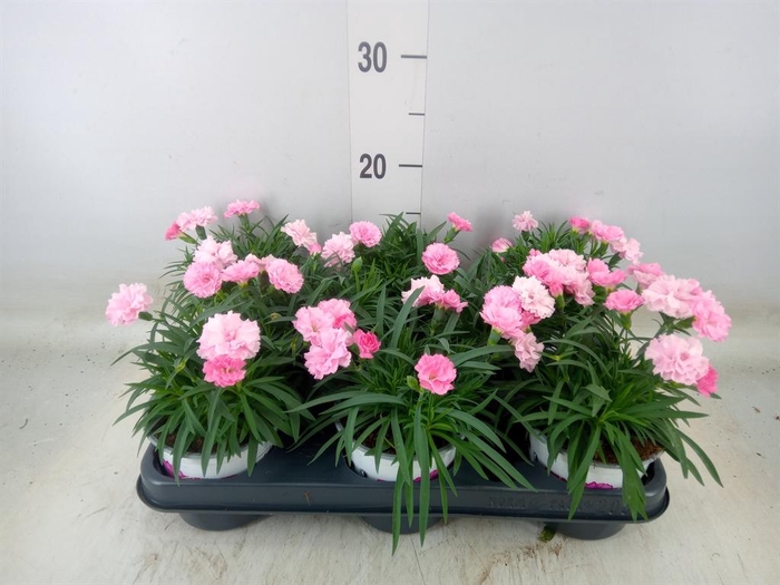 <h4>Dianthus  'I Love U'</h4>