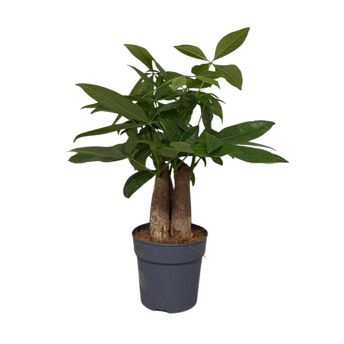 <h4>Pachira aquatica</h4>