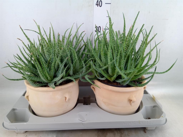 <h4>Aloe humilis</h4>