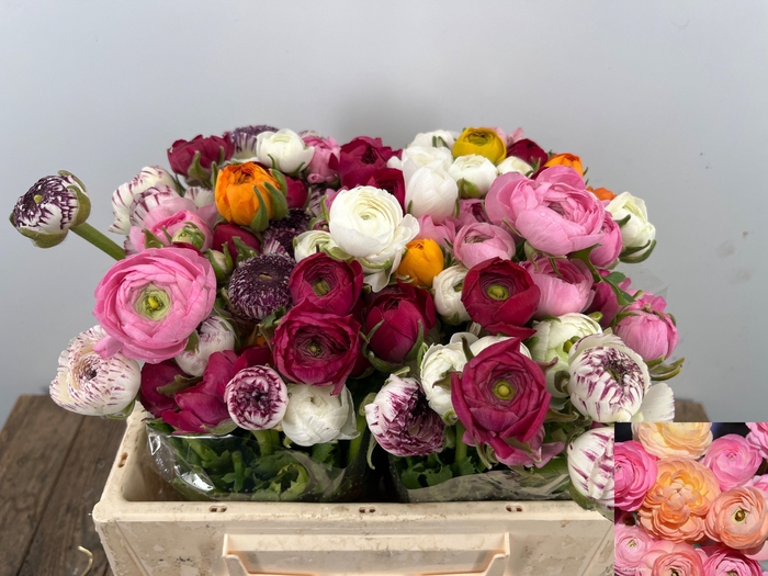 <h4>RAN GEM IN BOS</h4>