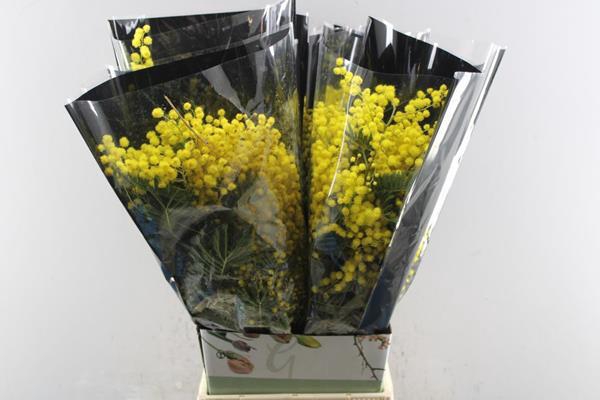 <h4>Acacia (mimosa) L60/200g</h4>