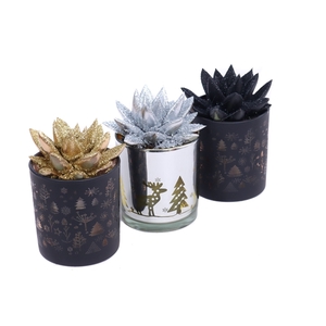 Echeveria design zwart zilver