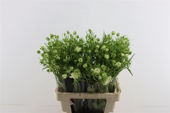 <h4>Ran. Moderna Galaxy</h4>