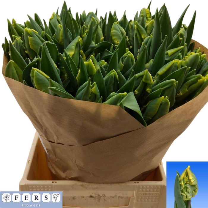 <h4>TU PA PARR STRONGOLD</h4>