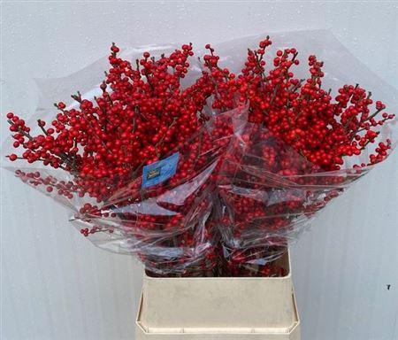 <h4>Ilex Ve Rode Bes</h4>