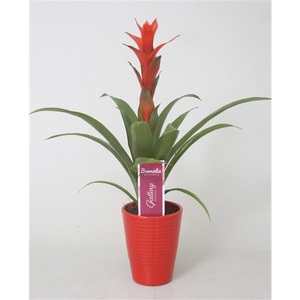 Guzmania 'Ostara' in rood ribbel keramiek