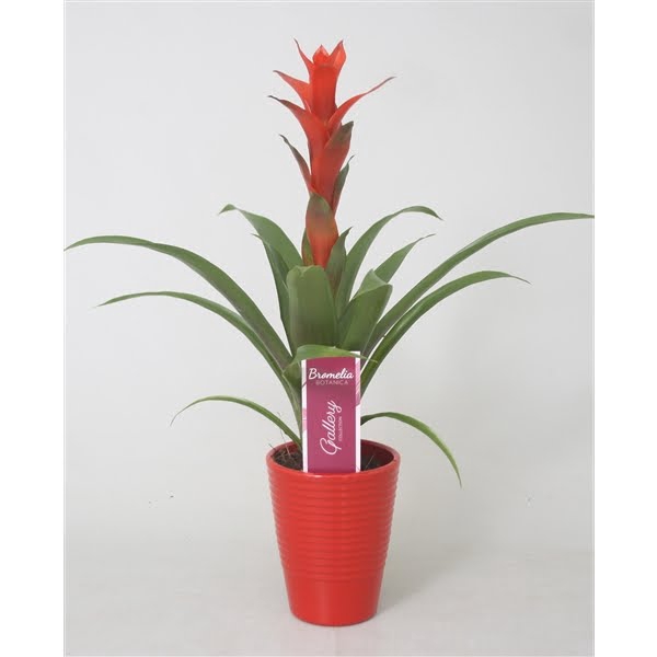 <h4>Guzmania 'Ostara' in rood ribbel keramiek</h4>