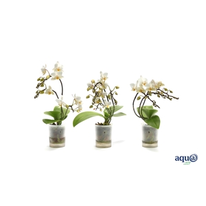 Phal Tiny Dolls Wild Wit 3/4T18+ Aqu@