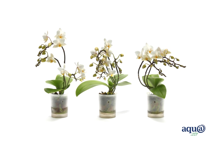 <h4>Phal Tiny Dolls Wild Wit 3/4T18+ Aqu@</h4>