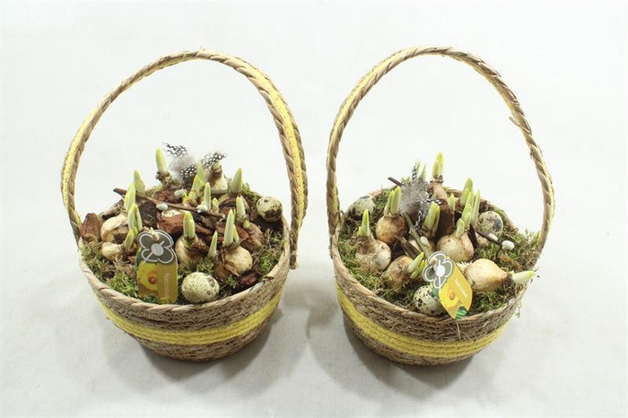 <h4>8425 GEVL MAND GEEL TETE</h4>