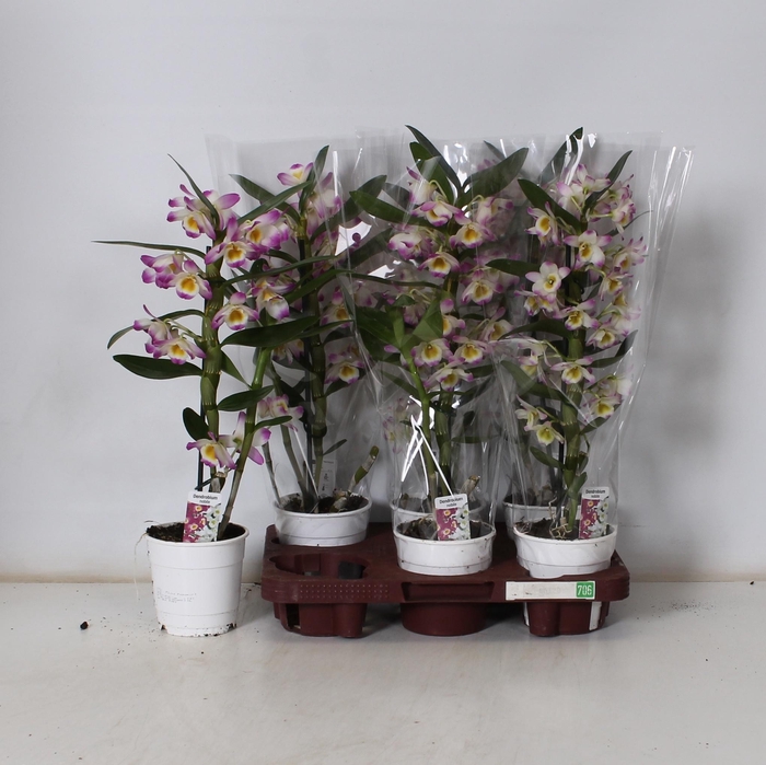 <h4>DENDR N BRIGHT EYES</h4>