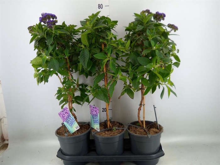 <h4>Heliotropium   ...</h4>