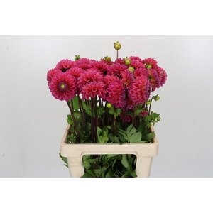 Dahlia Dikara Superb