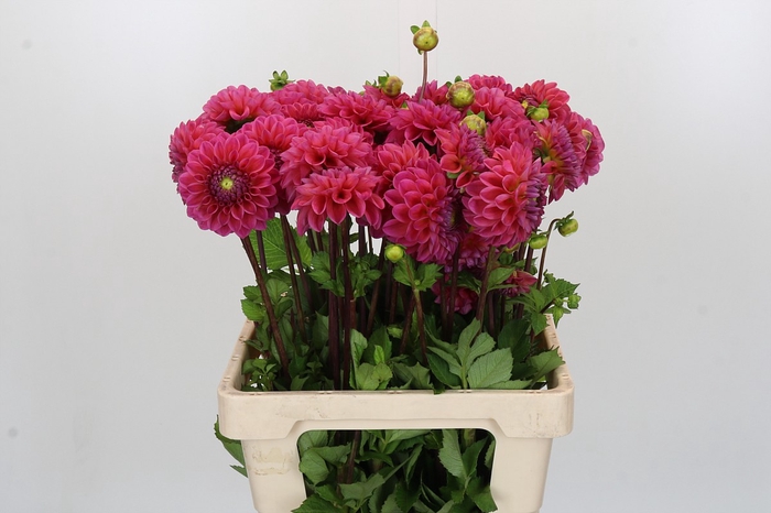 Dahlia Dikara Superb
