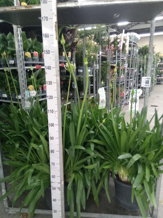 <h4>Agapanthus  'Big White'</h4>