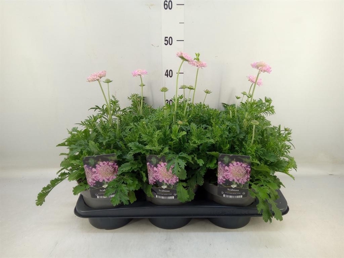 <h4>Scabiosa columb.</h4>