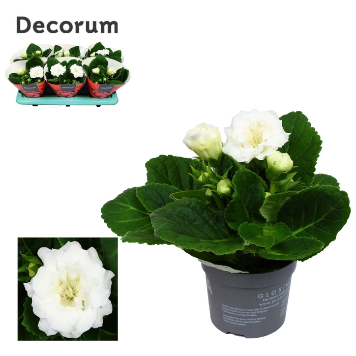 <h4>Gloxinia Sonata white 13cm Decorum</h4>