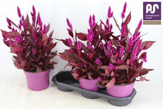 <h4>CEL MYSTIC SHADES</h4>