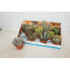 CACTUS GEM