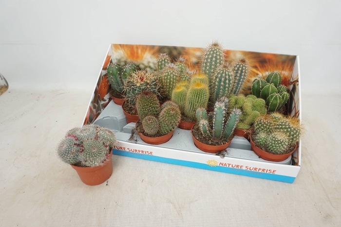 <h4>CACTUS GEM</h4>