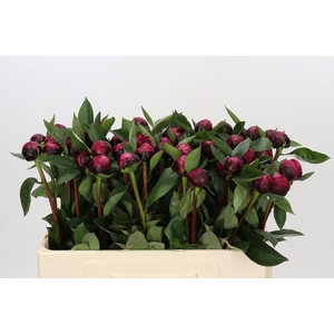 Paeonia Red Sarah Bernhardt