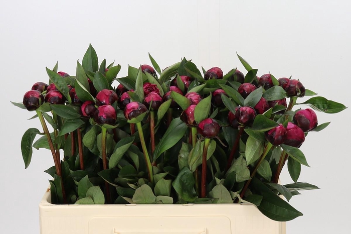 <h4>Paeonia Red Sarah Bernhardt</h4>