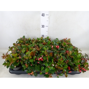 Gaultheria proc. 'Big Berry'