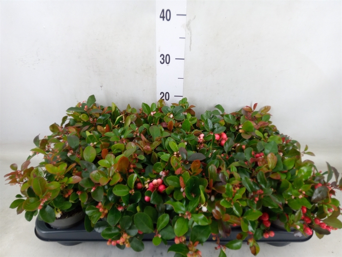 <h4>Gaultheria proc. 'Big Berry'</h4>
