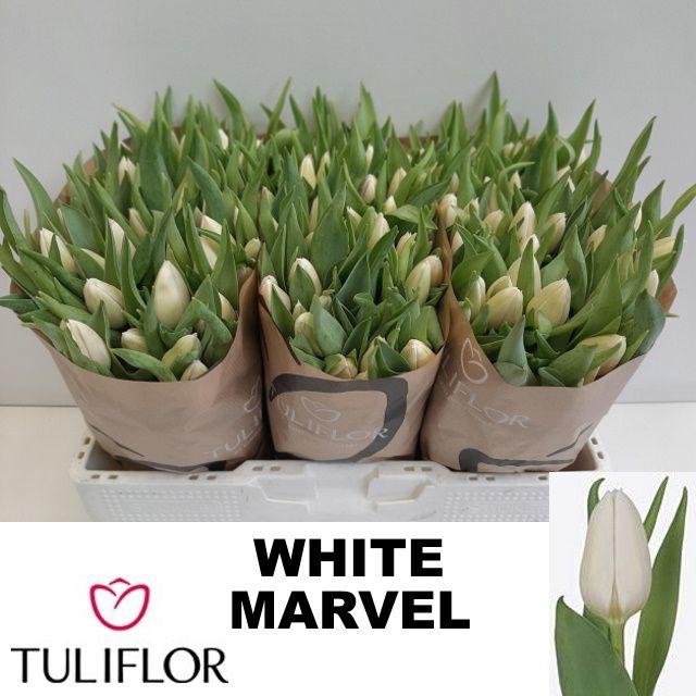 <h4>TU EN WHITE MARVEL</h4>