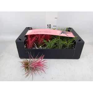 Tillandsia ionantha