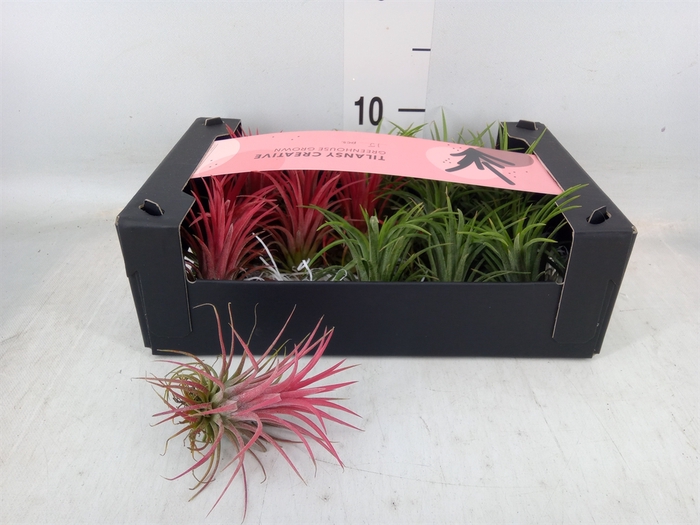 <h4>Tillandsia ionantha</h4>