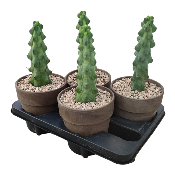 <h4>MYRTILLOCACTUS GEOMETRIZANS FUKUROKURYUZINBOKU IN TERRACOTTA POT Ø 15 - TRAY 4 PCS (CACTUS)</h4>